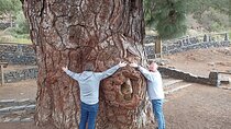 Custom Private Full-Day Tour into the Heart of Tenerife