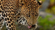 Yala National Park Jeep Safari From Benthota and Beruwala