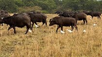 3-Day Masai Mara Safari Jeep Tour