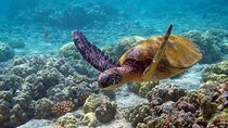 Eco Tour at Sian Kaan! Swim and Safari from Cancun