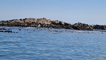 Hout Bay Tour Boat Trip to Seal Island and drive up Chapmans Peak