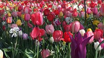 Half Day Keukenhof Tulip Paradise Trip from Amsterdam