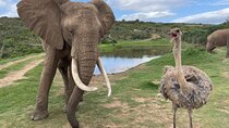 Safari Big 5: A Full-Day Guided Tour in Aquila Private Game Reserve