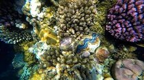  Snorkeling Day Tour to the Red Sea Safaga from Luxor with Lunch