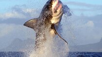 Shark Cage Diving in Cape Town