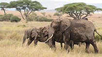 7 Days Elephant Safari Experience in Arusha