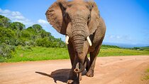 Schotia Game Reserve Tour with Port Pickup, Next to Addo Park