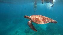 Private Snorkeling in Manta, Gamat & Wall at Nusa Penida Islands