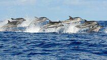 Dolphin tour, Jozani Forest, Jambiani Kuza Cave, Paje Beach &The Rock restaurent