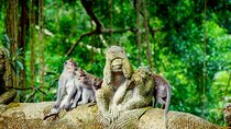 Full Day Tour Monkey Forest Temple Falls and Rice Terrace in Ubud