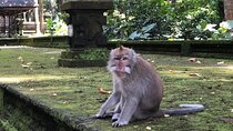 The Beautiful Nature of Ubud