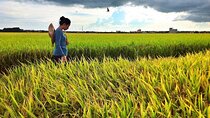 Back to Nature : Sekinchan Paddy Field, Fishing Village & Fireflies Tour