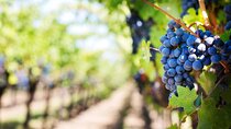 Half-Day Wine Tour- Shared