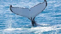 Royal Humpback Whale Exploration