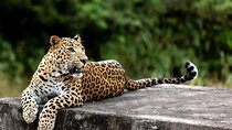 Golden Triangle Tour with Leopard Safari (Taj Mahal at Sunrise)