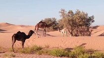 Petit Desert one day departure from Agadir