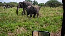 Tarangire Joint Tour(Free Accommodation before safari)