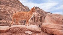 Half-Day Private Indiana Jones Petra Back Road Trial Tour 