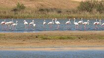 Private Tour to Souss Massa National Park