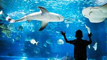 Aquaria Phuket And AR Trick eye Museum Entrance Ticket - Thailand