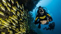 Scuba Diving or Snorkeling with Lunch and Beverages from Hurghada