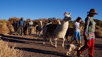 Archaeological Experience in Atacama Tulor and Quitor