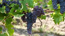 Organic Farms and Natural Wines Private Tour in Valtellina