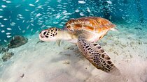 Moalboal Sardines Run Private Tour w/ Transfers Option