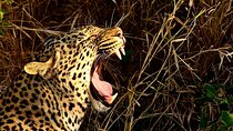 Hluhluwe Imfolozi & DumaZulu Cultural Village Tour from Durban