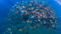 Mobula Ray and Ocean Safari Day Trip 