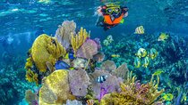 Half Day Guided Snorkeling Adventure Tour from Cancun