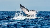Whale Watching Snorkel Combo