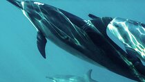 Oman Dolphin Watching Tours 