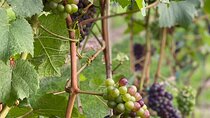 4-Hour Okanagan Valley Wine Tasting. Wineries of East Kelowna Bench.