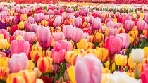 Private Tulip Fields, Windmills and Cheese Tour from Amsterdam