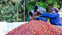Fairview Estate Coffee Farm Tour With Pick up