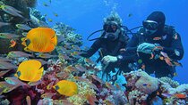 Diving and Visiting Giftun island with Snorkeling Boat Trip