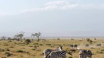 3 Days safari Amboseli and Tsavo East 
