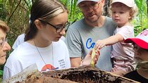 Stingless Bee Honey Farm and Beekeeping Tour