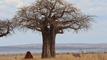 Private Day Trip to Tarangire National Park