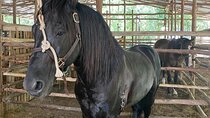 Horseback Riding Ziplines and Cenote Tour with Lunch