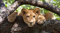 7 Day Tanzania Camping Safari Private Tour