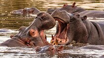 5 Day Tanzania Safari Camping Adventure Private Tour