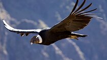 Private tour Chonta Condor Viewpoint from Cusco