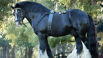 Gypsy Gold Horse Farm Walking Tour