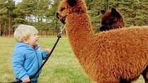 Highland Cows, Walk Alpacas & Visit a Scottish Wildlife Centre