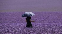 Full-day Private Tour Gorges du Verdon (LAVENDER JUNE 15/JULY 15)