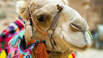 Cappadocia Camel Ride Experince Sunrise Sunset Daytime