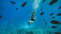Sataya Dolphin House: Full Day Snorkeling Experience