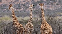 2 Day Private Luxury Addo Elephant Park & Bhejane Reserve Safari